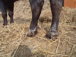 बैतडीमा  खोरेत  रोगका कारण पशुचौपाया मर्न थालेपछि किसानहरु चिन्तित